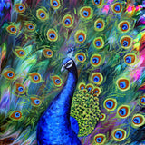 Peacock Original Painting 10x10 Square Laura Milnor Iverson Official Site