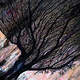 Sea Fan Original Painting