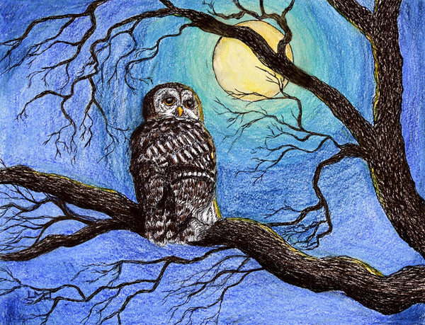 Barred Owl in Moonlight Mixed Media Drawing